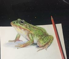 彩铅小青蛙-彩铅立体横图