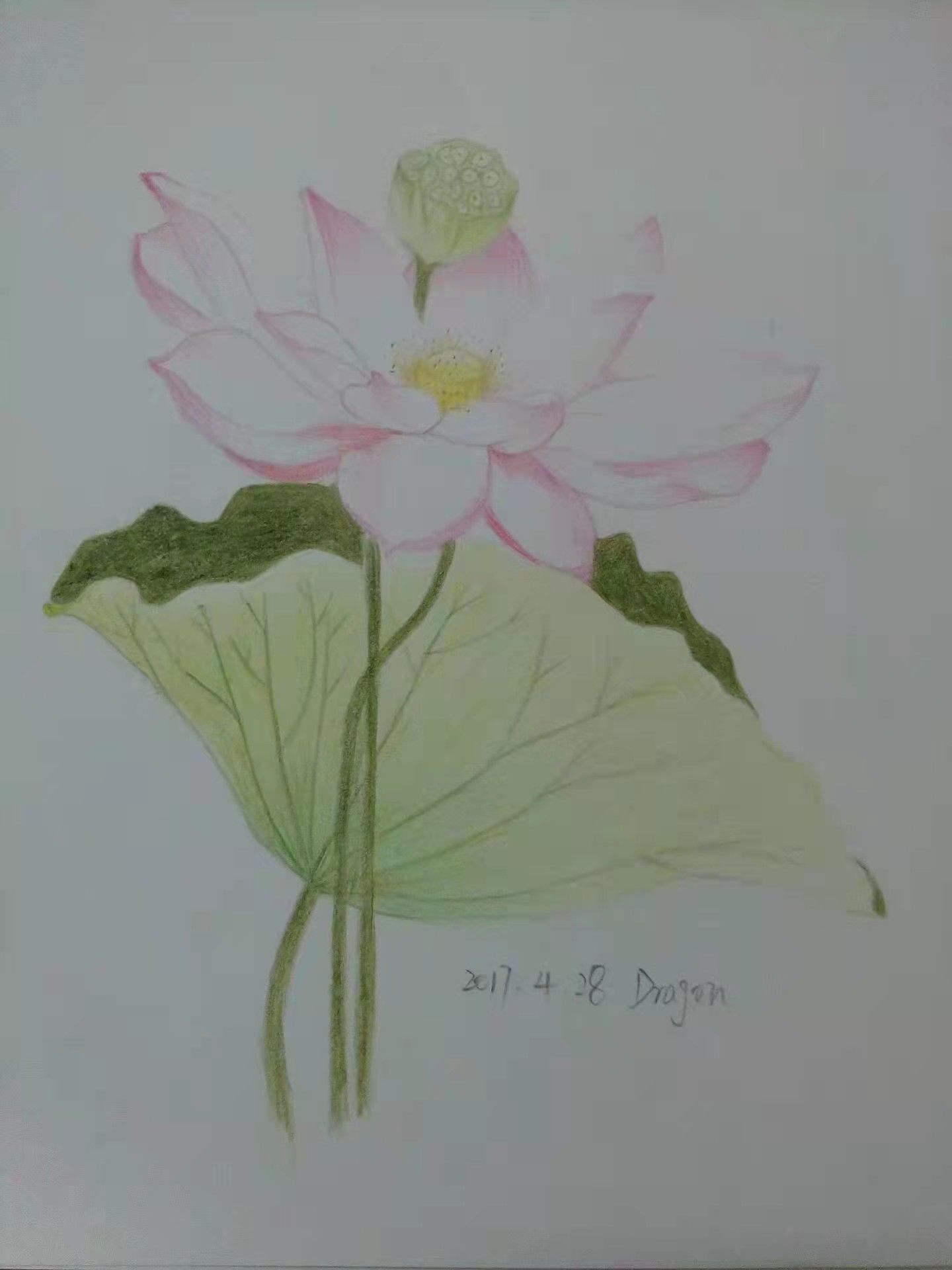 荷花插画图片壁纸