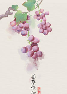 水彩水果葡萄水墨画插画图片壁纸
