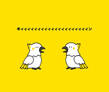 哈林鹦鹉-オウム鸟