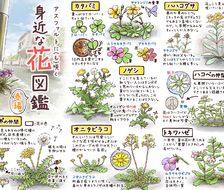 アスファルトに（も）咲く身近な花図鑑