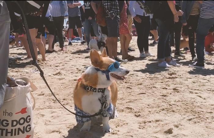 Corgi Beach Day插画图片壁纸