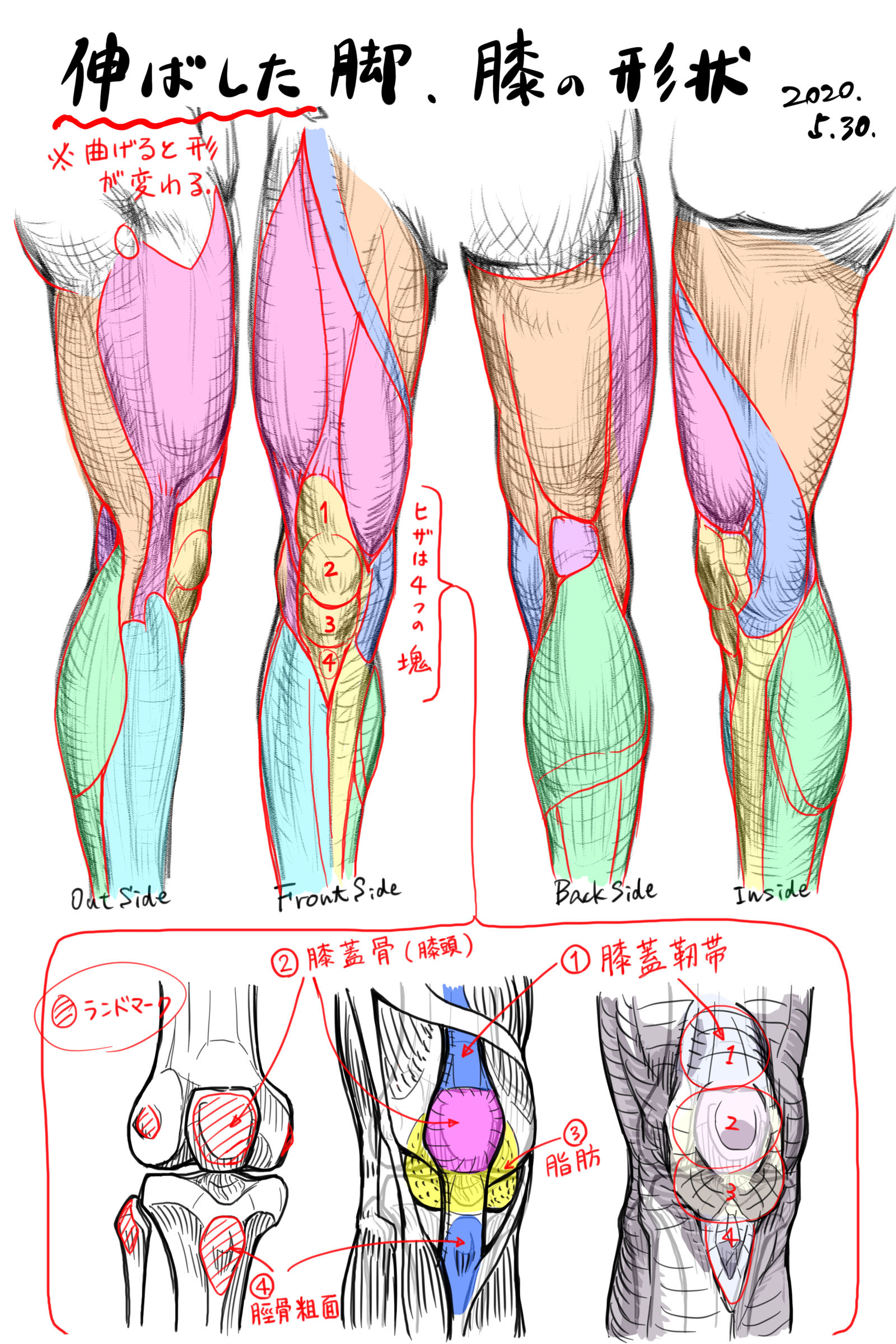 伸直的腿的形状、膝盖的形状