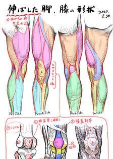 伸直的腿的形状、膝盖的形状插画图片壁纸