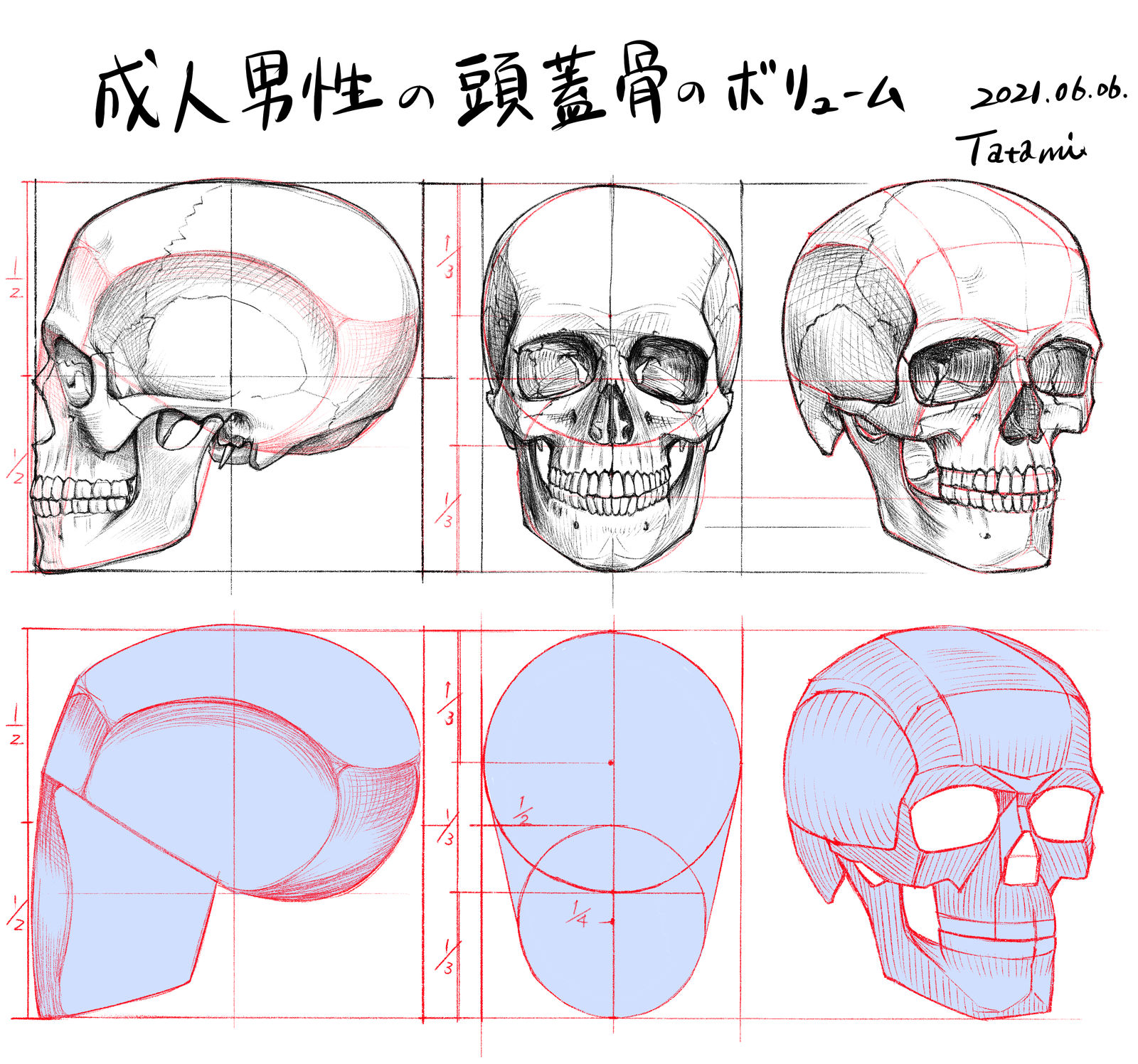 成年男性的头盖骨量插画图片壁纸