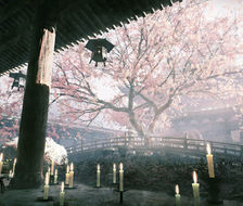 桜回廊・昼-樱花树和风