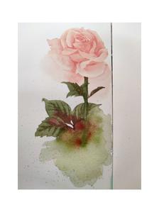 粉色玫瑰插画图片壁纸