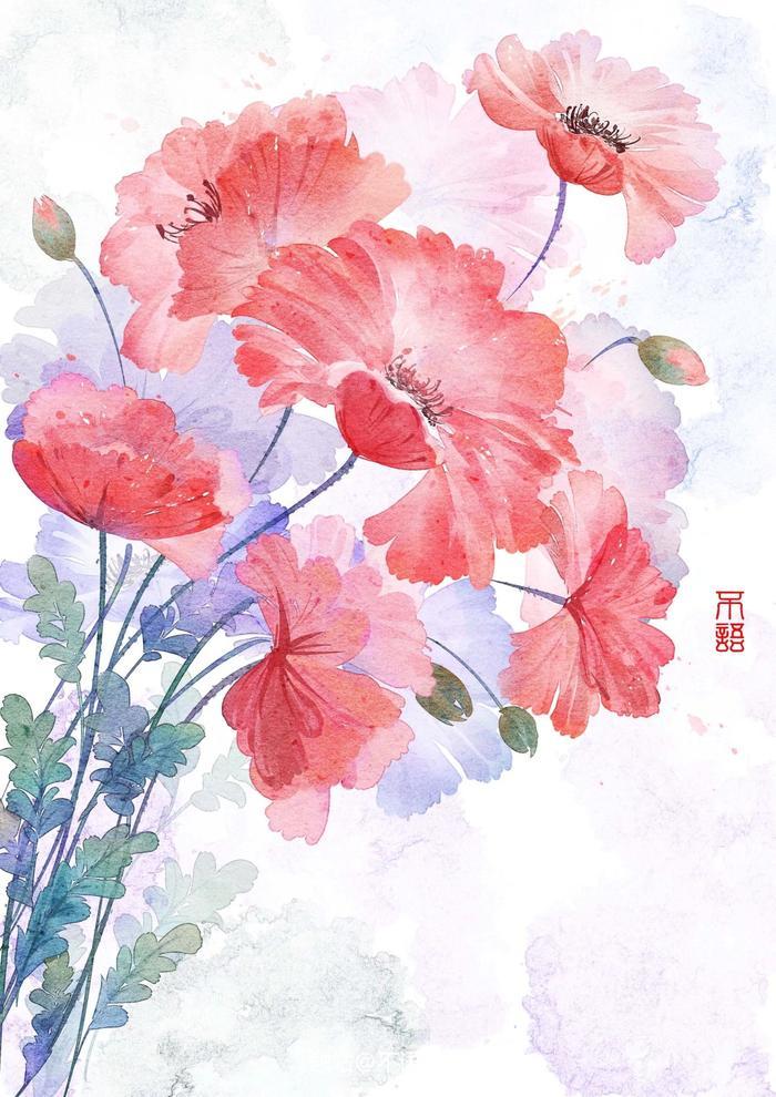 古风花卉插画虞美人插画图片壁纸