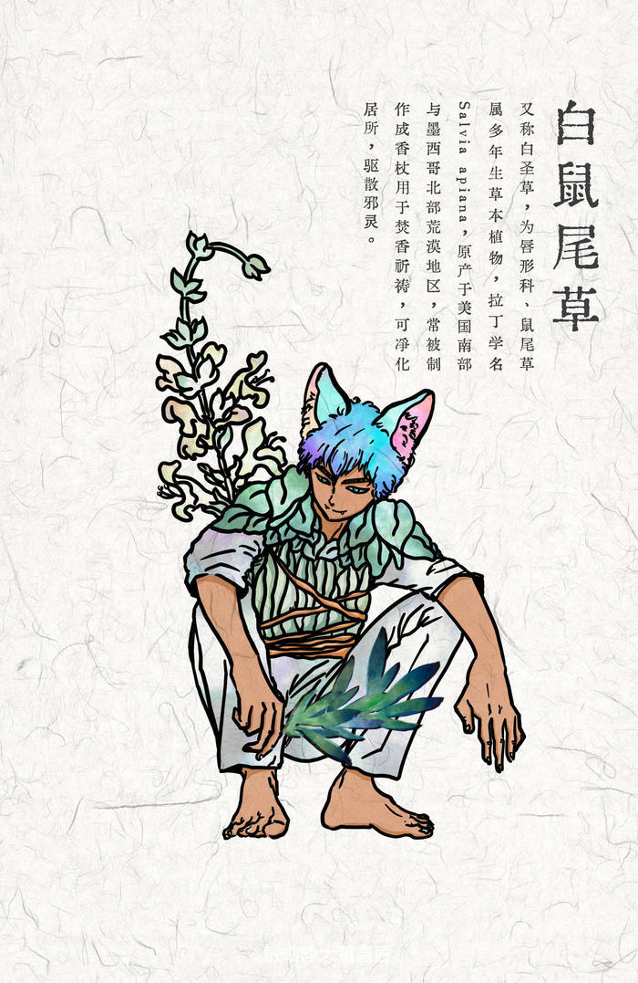 植物精怪系列之——白鼠尾草插画图片壁纸