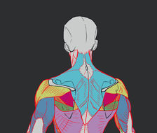 男性的背部练习-画法肌肉