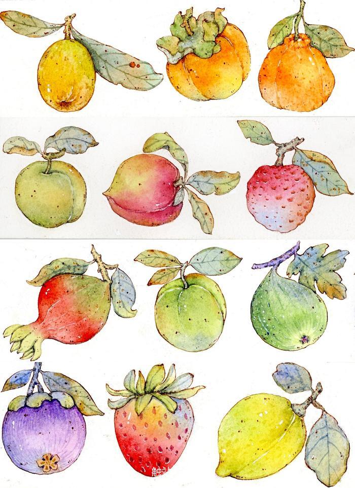 钢笔淡彩——各种水果！插画图片壁纸
