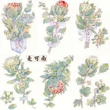 钢笔淡彩——南非帝王花商稿！插画图片壁纸