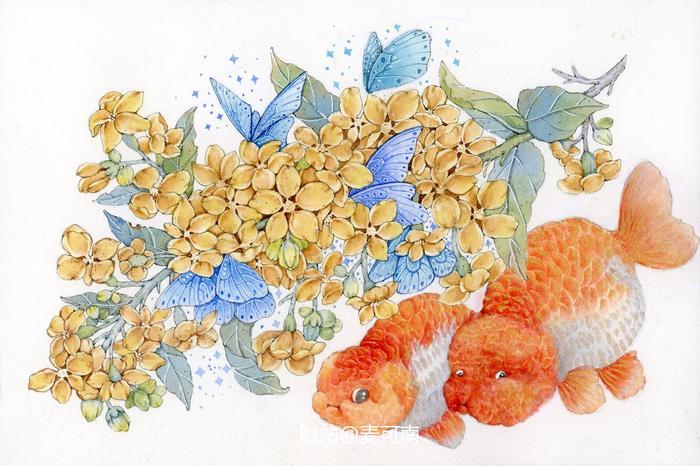 钢笔淡彩——金鱼+桂花插画图片壁纸