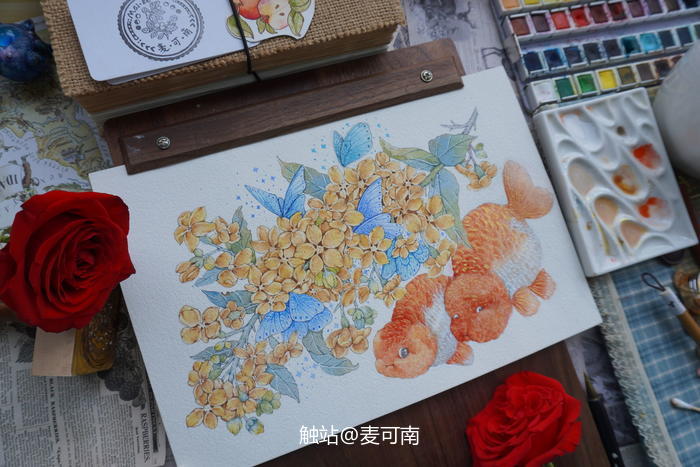 钢笔淡彩——金鱼+桂花插画图片壁纸