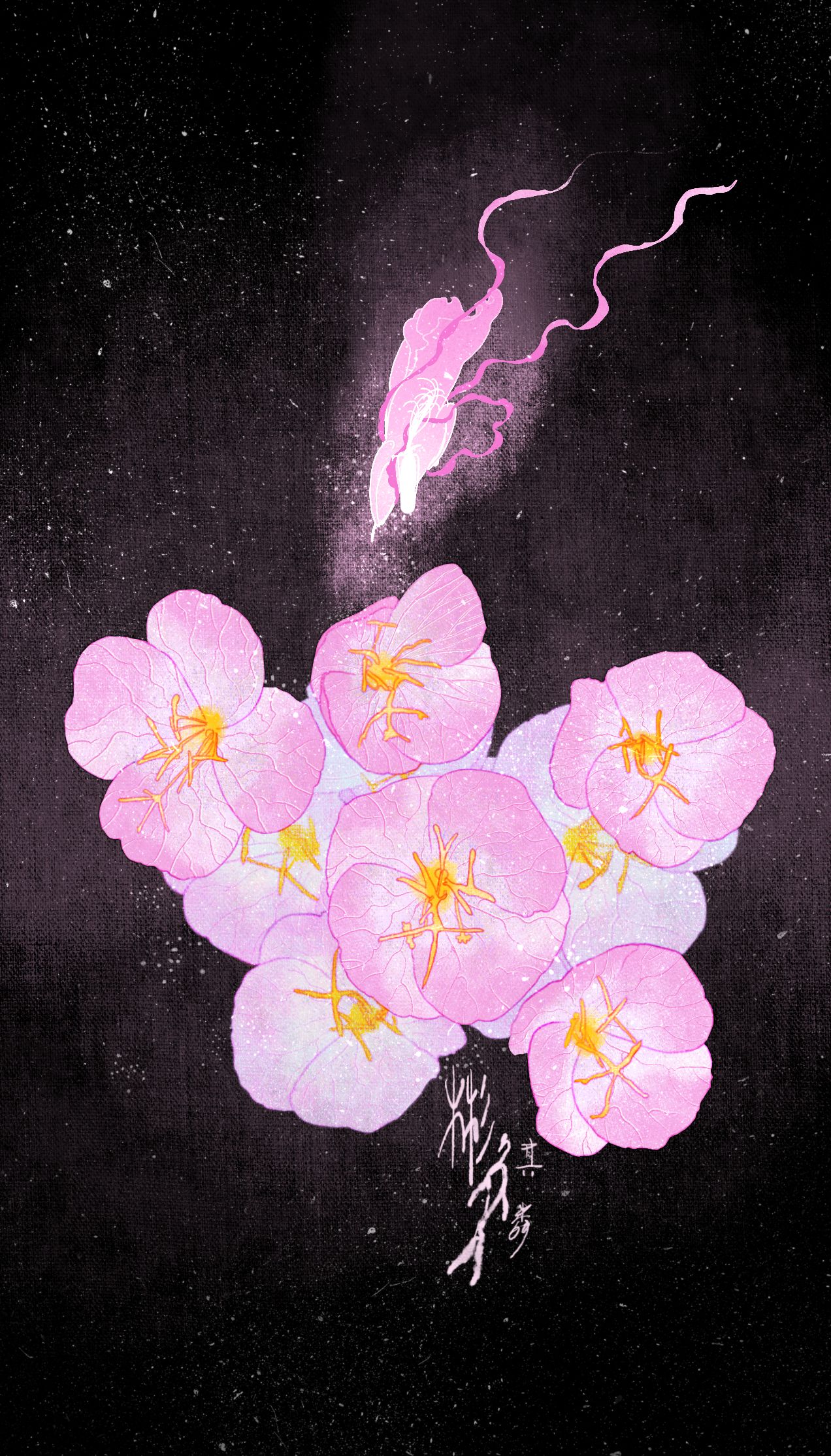 花卉挑战计划•月见草插画图片壁纸