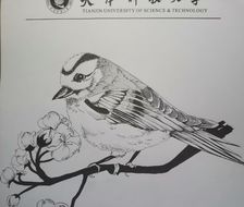 花鸟集-素描素描手绘