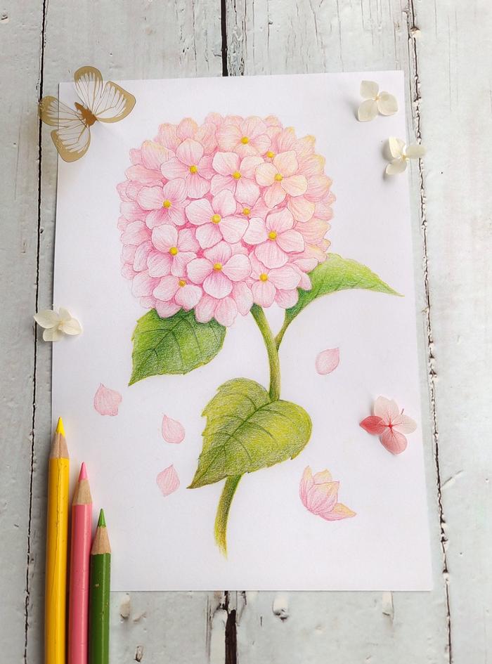 彩铅花卉#粉团绣球插画图片壁纸