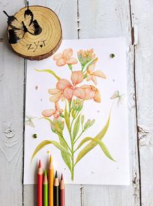 彩铅花卉#桂竹香插画图片壁纸