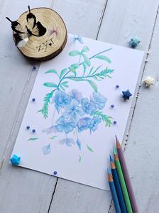 彩铅花卉#蓝雪花插画图片壁纸