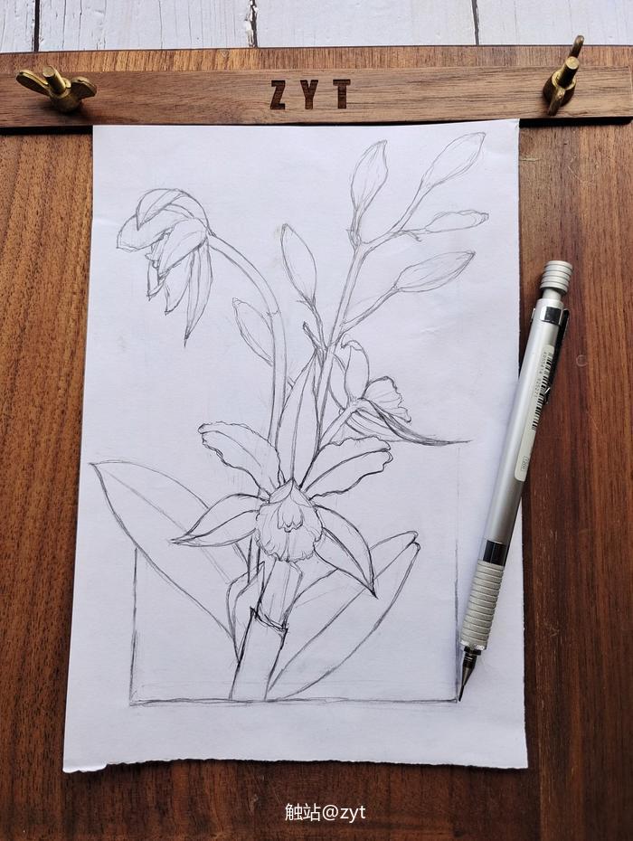 彩铅花卉#兰花插画图片壁纸