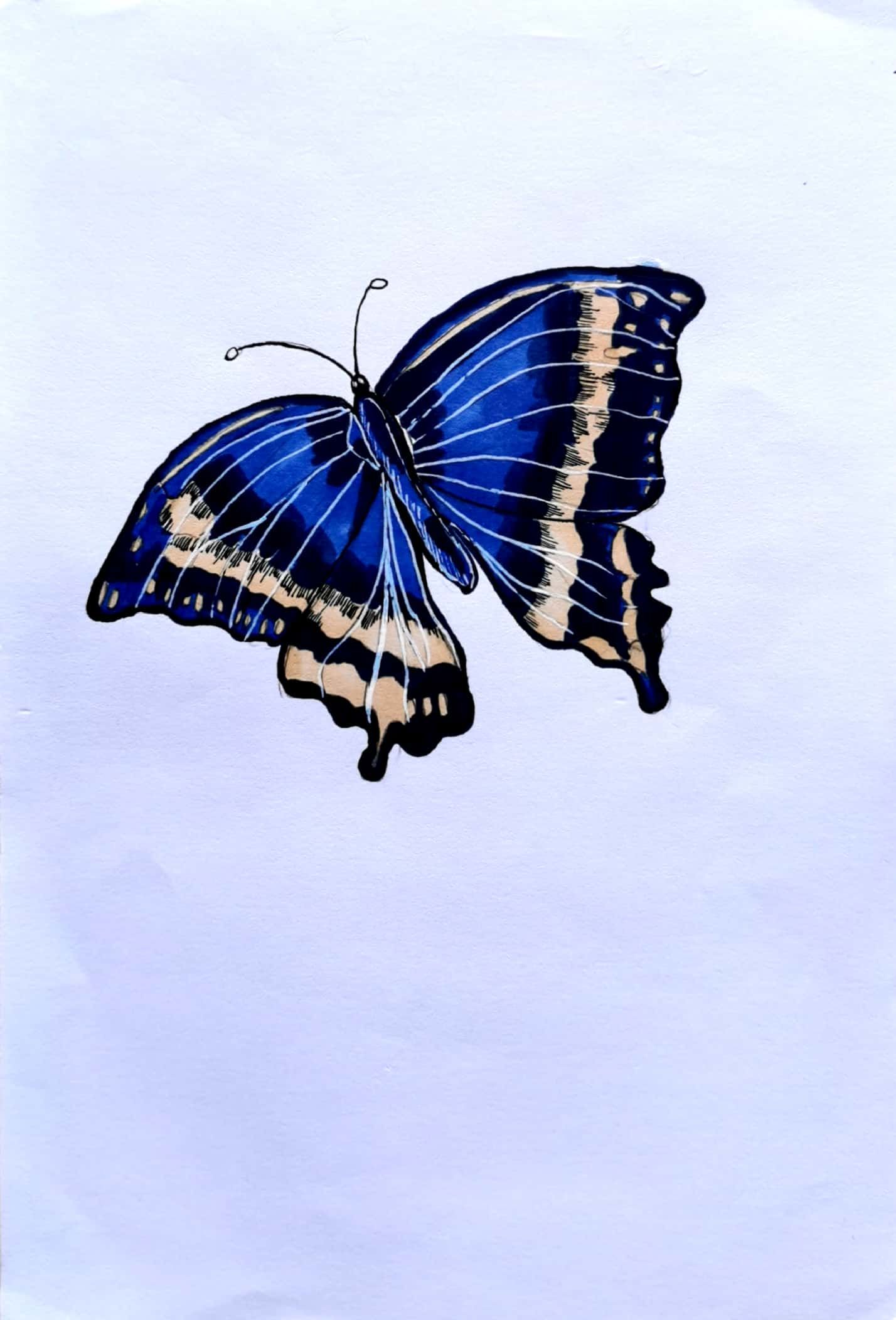 蝴蝶插画图片壁纸