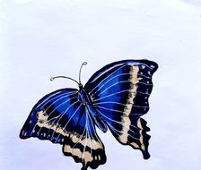 蝴蝶-马克笔临摹