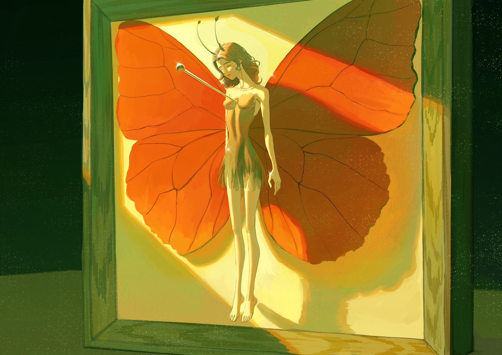 蝴蝶标本-插画光影