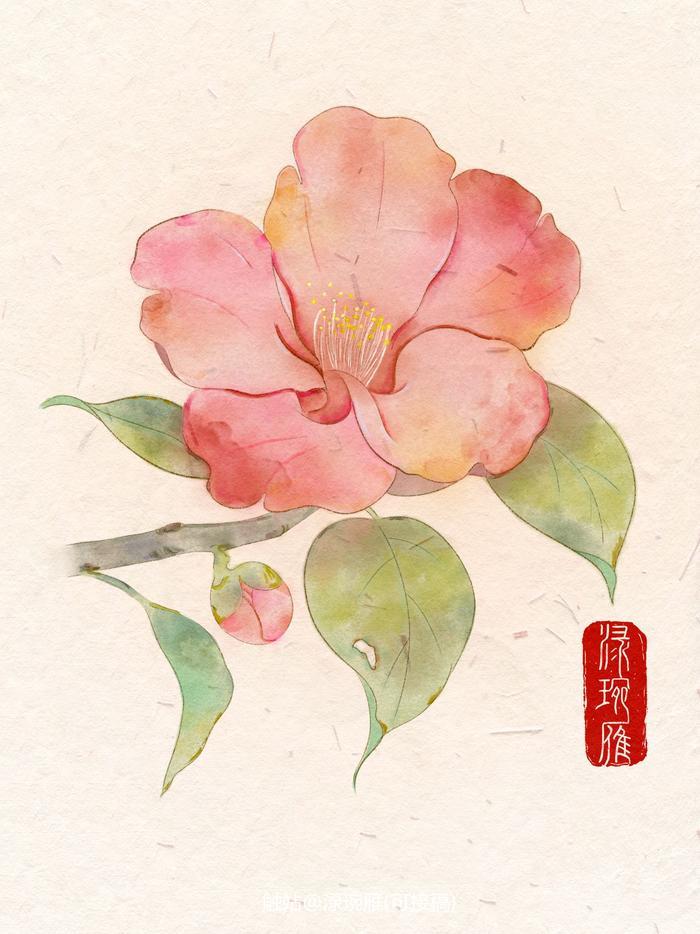 山茶花插画图片壁纸