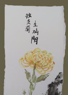 独支菊插画图片壁纸