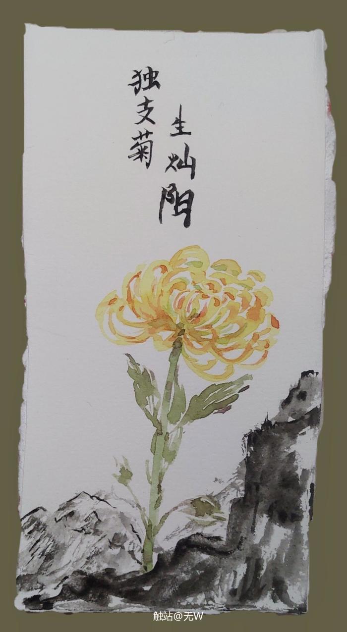 独支菊插画图片壁纸