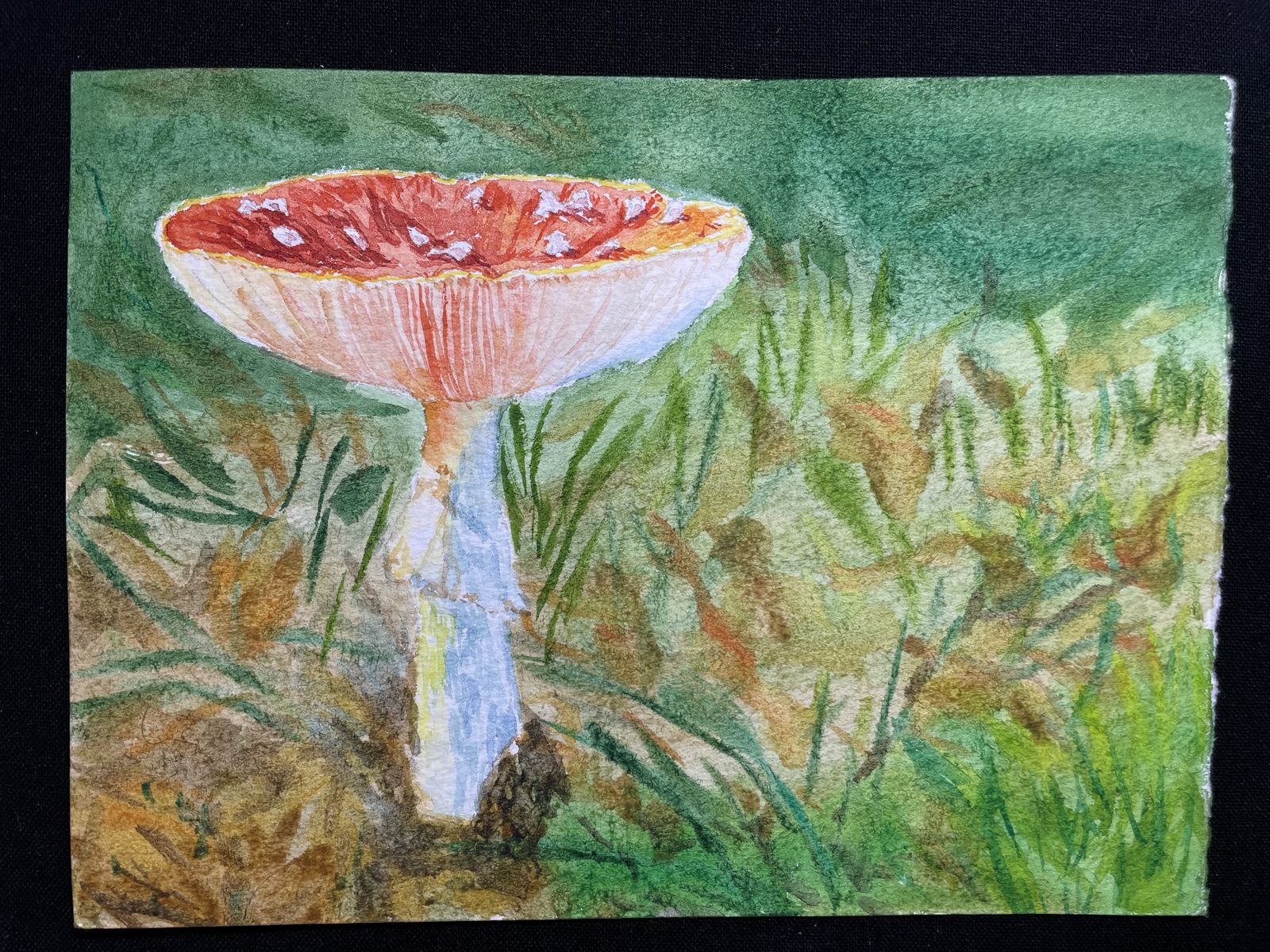蘑菇插画图片壁纸
