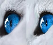 摸了个白猫，猫猫的眼睛真好看