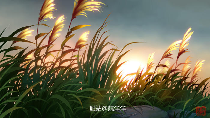 夕阳下的芦苇丛插画图片壁纸