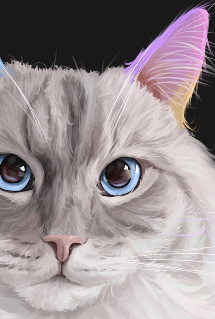 【宠物肖像】缅因猫篇～插画图片壁纸