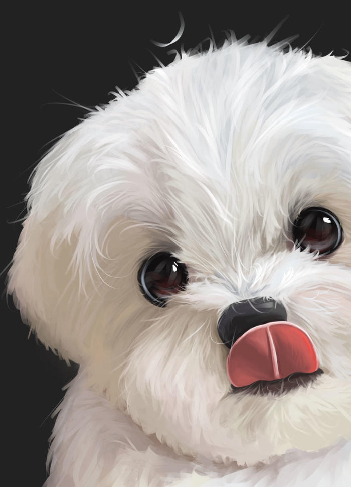 【宠物肖像】马尔济斯犬插画图片壁纸