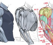 男性的手臂-画法讲座