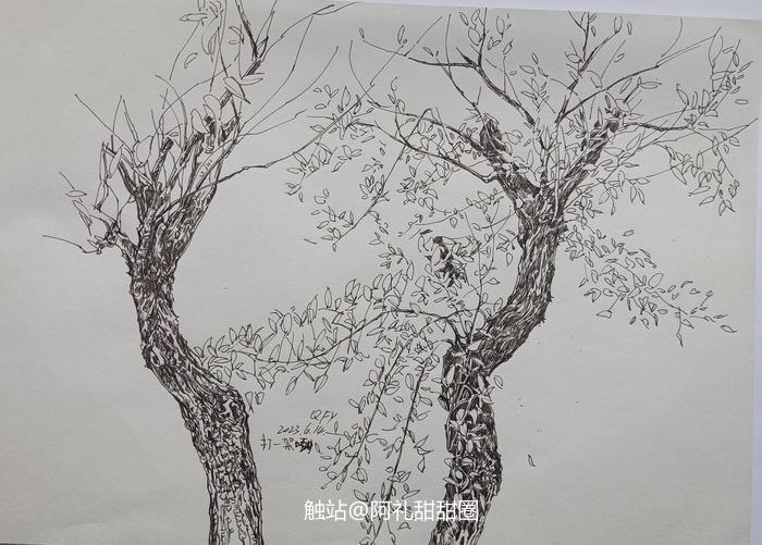 树3插画图片壁纸