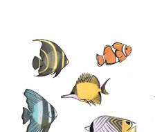海洋系列鱼-海洋生物原创