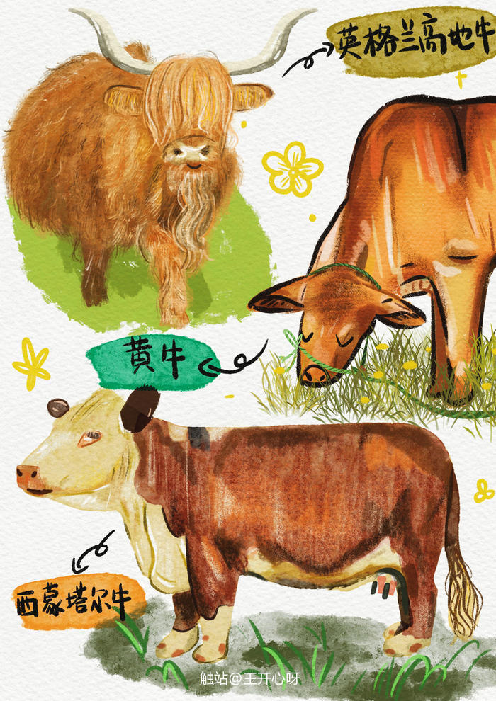 动物速写｜可爱的牛牛插画图片壁纸