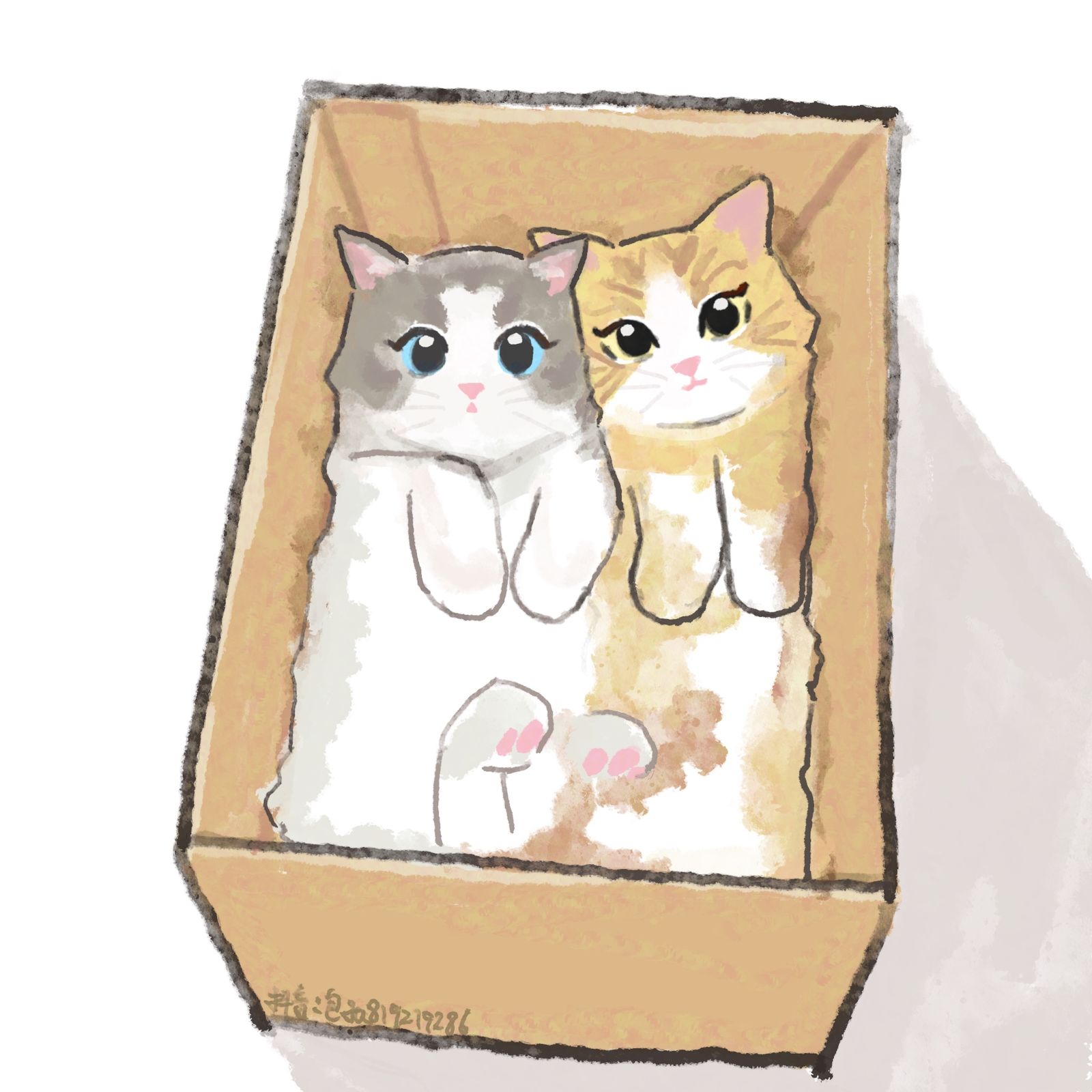 装进盒子里的猫猫