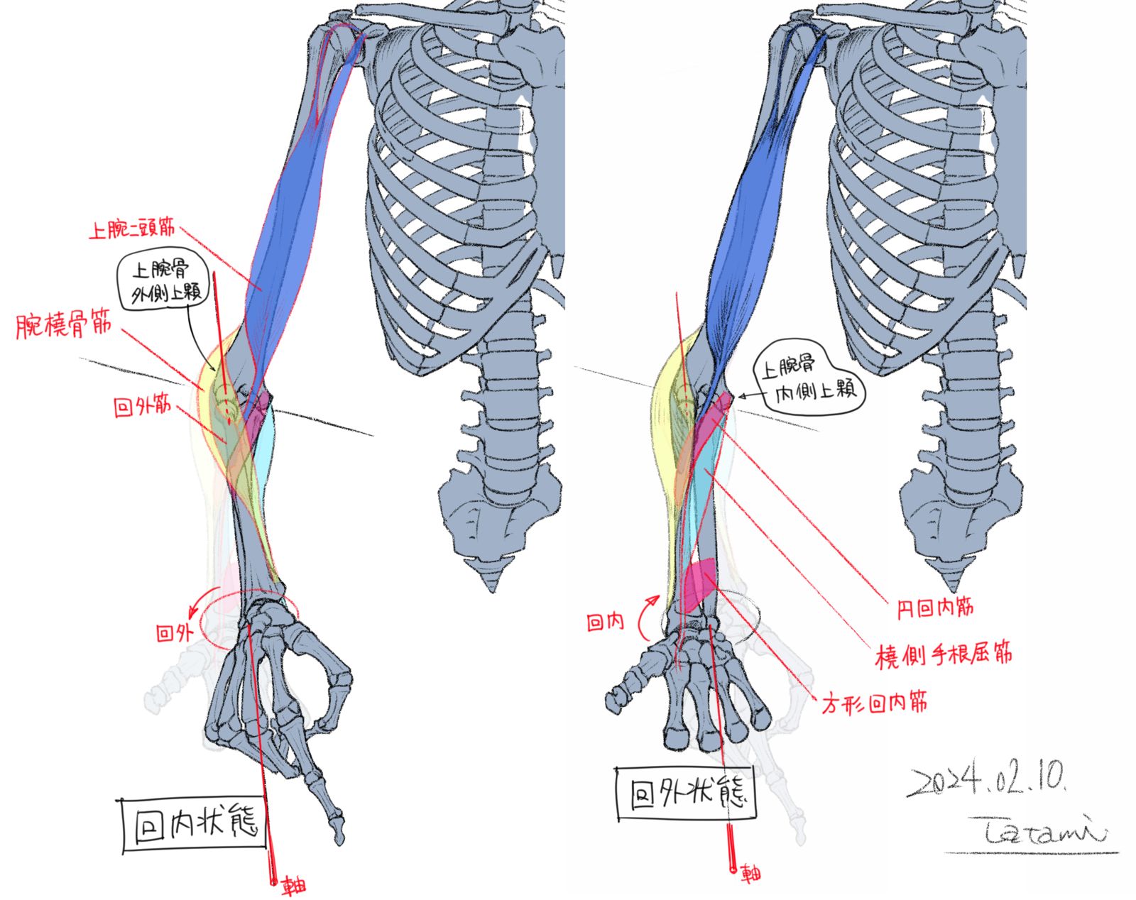 与前臂回内、回外相关的肌肉插画图片壁纸