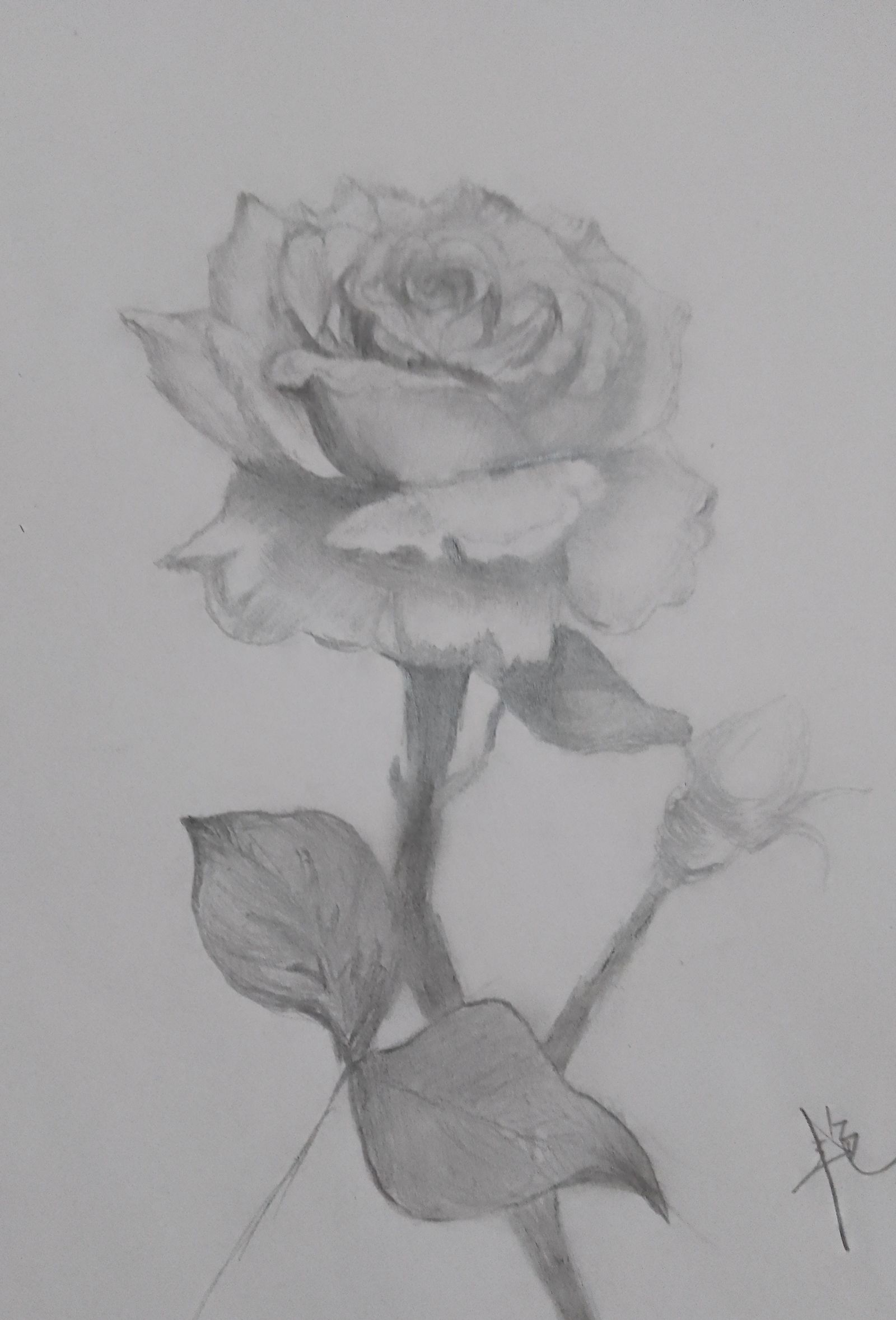 玫瑰的故事插画图片壁纸