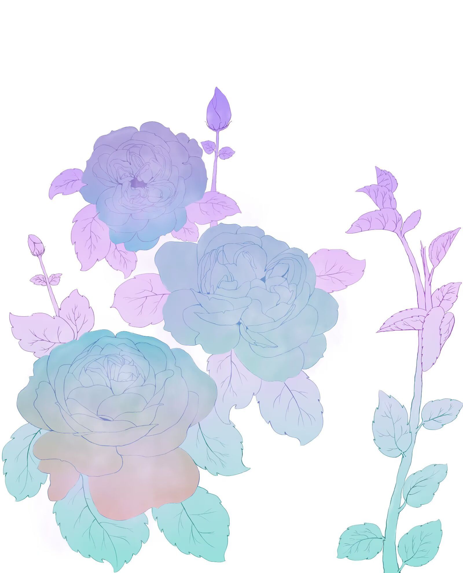 清新月季插画图片壁纸