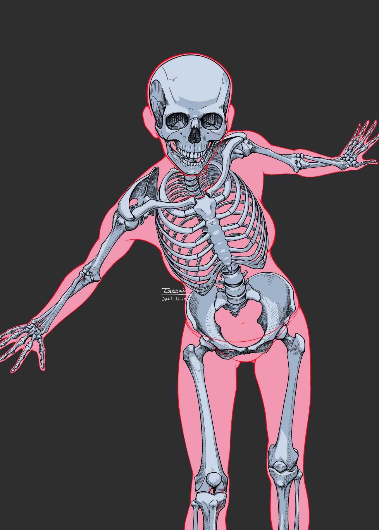 女性の骨格（修正）插画图片壁纸