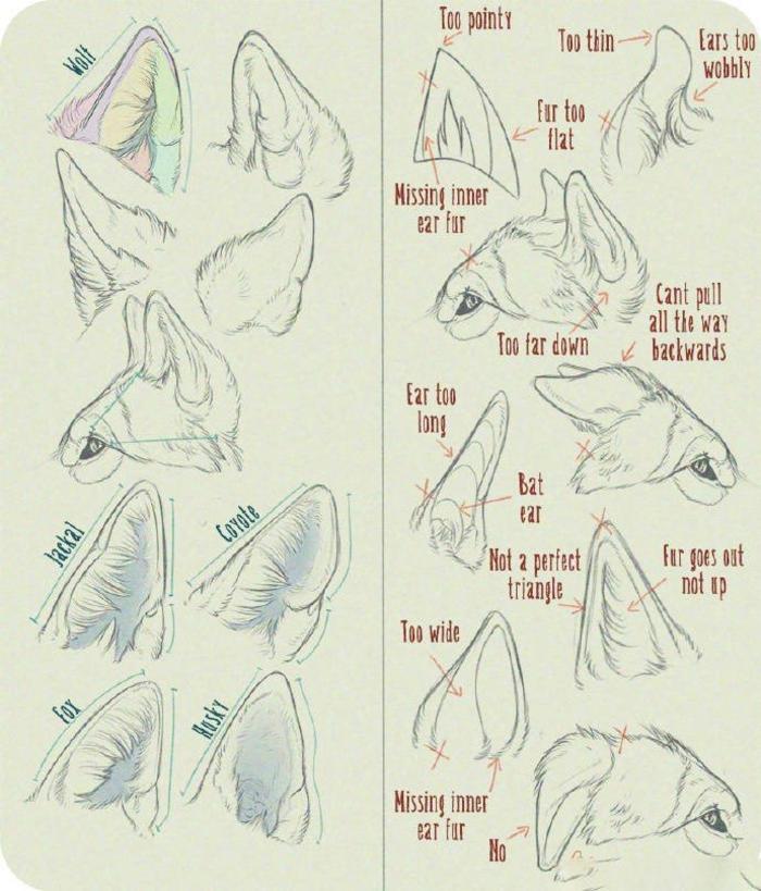画兽娘用这个，来自绘师Anti-Dark-Heart的关于动物的耳朵、腿、鼻子等的画法插画图片壁纸