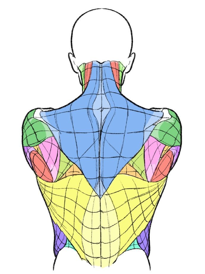人体肌肉结构，学习画人体很实用，码插画图片壁纸