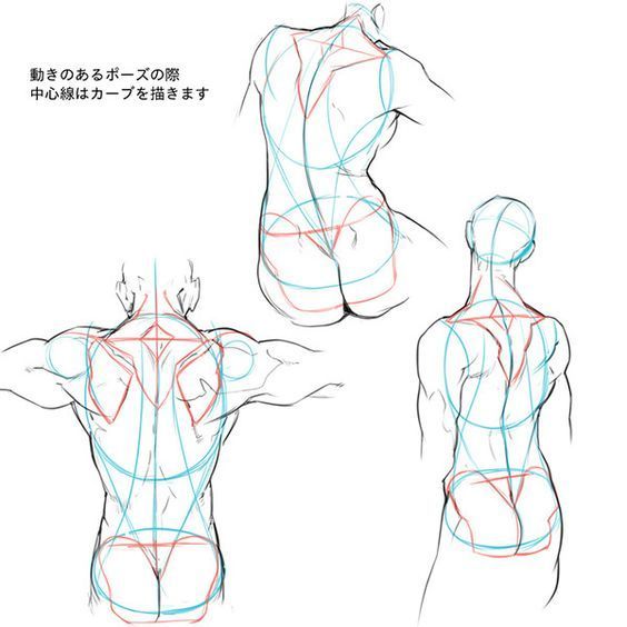 背部肌肉绘制教程，干货插画图片壁纸