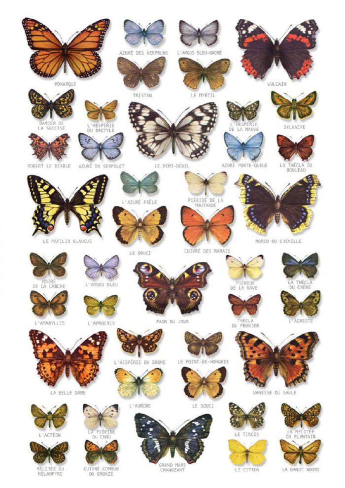 美，一组蝴蝶素材分享，场景刻画用得上插画图片壁纸
