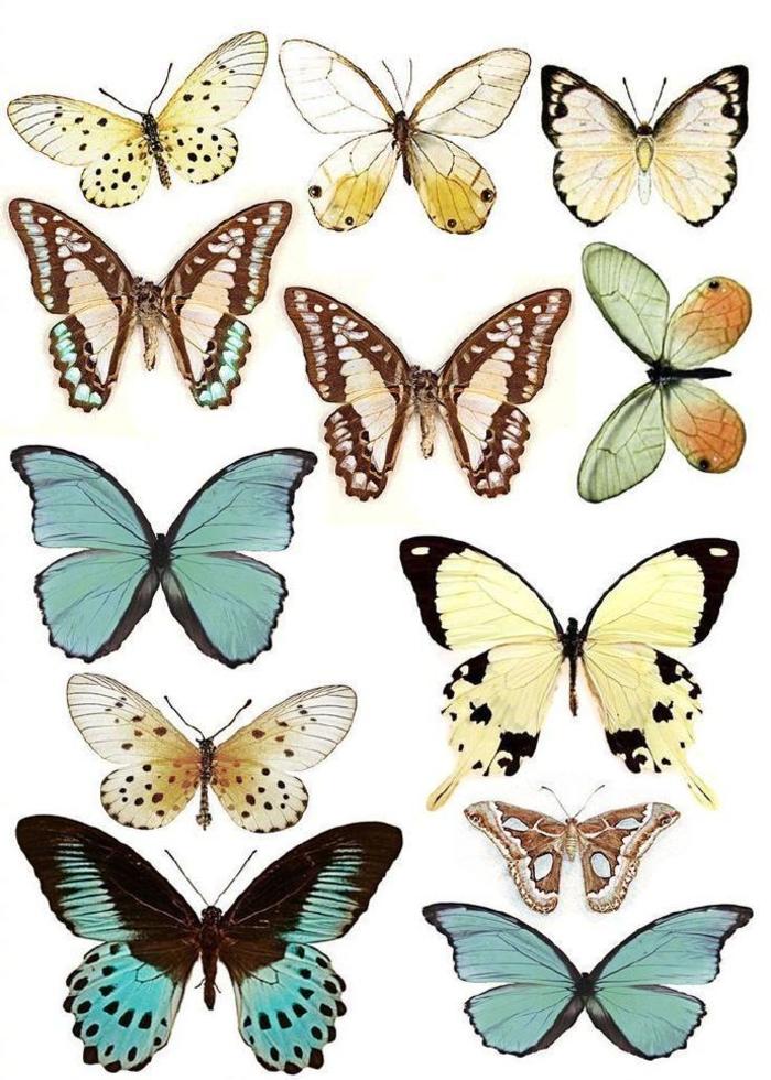 美，一组蝴蝶素材分享，场景刻画用得上插画图片壁纸