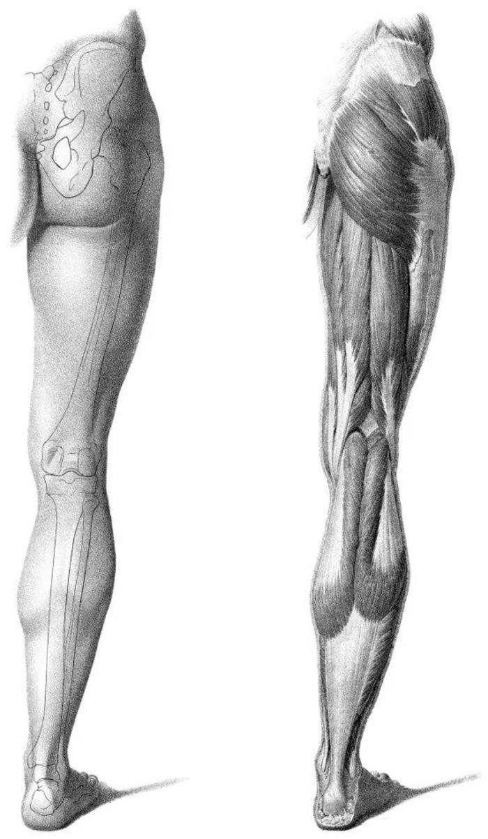 一组很棒的肌肉参考，学会了才能画好人体插画图片壁纸